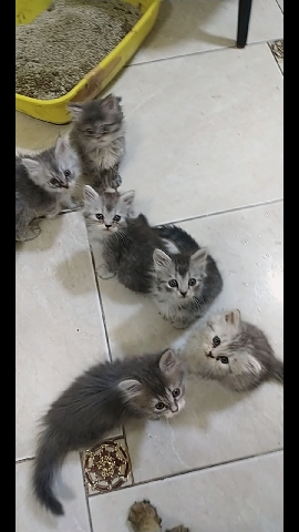 Persian (Traditional) – Persian kittens for sale