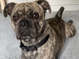 Pug Cross Staffy for a new home – Nottingham