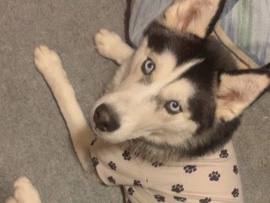 Alaskan Malamute – Hi This Is Ace!! – Eastpointe