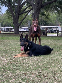German Shepherd – Big Paws Royce