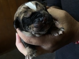 Bullmastiff – bull mastiff & Cane corso puppies mixed – Bakersfield