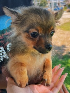 Pomeranian – Pomeranian Chihuahua mix Male Puppy