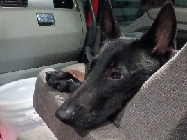 Belgian Shepherd Dog (Malinois) – free – St. Cloud