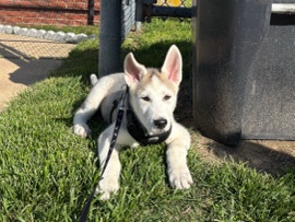 Siberian Husky - husky shepherd mix $800 available for adoption in Wilmington