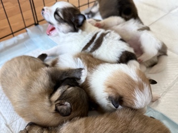 Pomeranian – Cachorros Pomeranian – Orlando