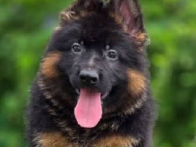 German Shepherd – German shepherd puppy – Bundi