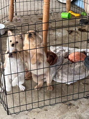 Pomeranian – Pomeranian and Yorkie mixed