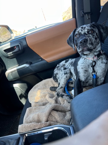 Catahoula Cur – free dog, vaccinated/spayed