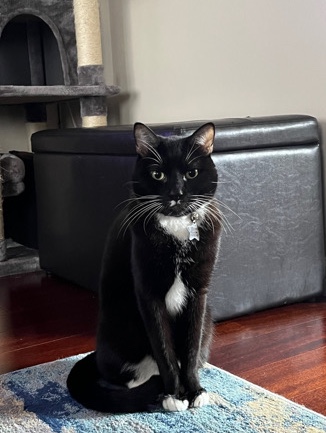 American Shorthair – Rehoming Male Tuxedo Cat