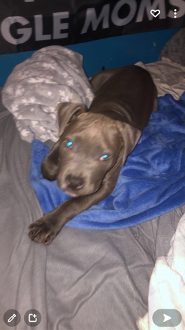 American Pit Bull Terrier – blue pit puppy