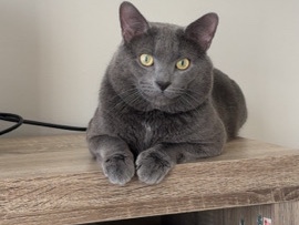 American Shorthair – Boog – Winston Salem