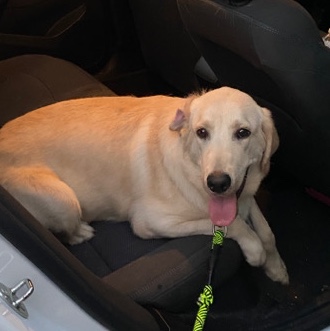 Labrador Retriever – 2 YO Lab Looking for FURever Home