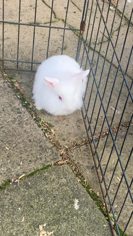 Lionhead – 4 lionhead bunnies