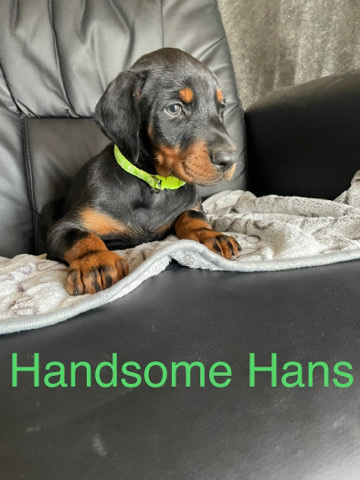 Doberman Pinscher – gorgeous chunky healthy Doberman babies