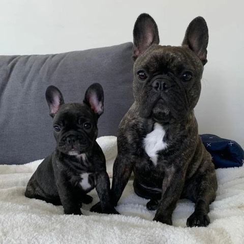French Bulldog – adorable French Bulldog puppies