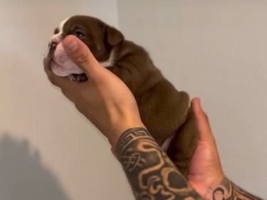 Olde English Bulldogge – Coco 🐾 – 12 weeks & 3 days old – Milwaukee