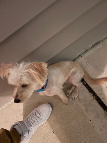 loving morkie in need of home