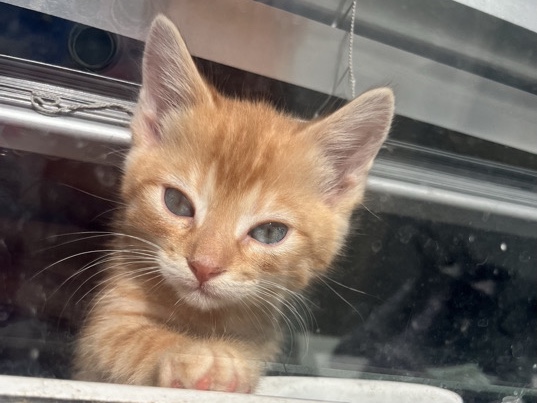Pixie-bob – pixie bob mixed kittens ready now – Spalding