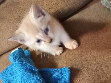 free kittens – Luverne