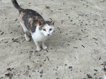 white and grey cat – Loysville