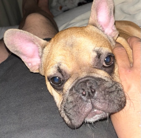 French Bulldog – French bulldog for sale