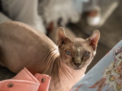 Sphynx – sphynx kittens – Derby