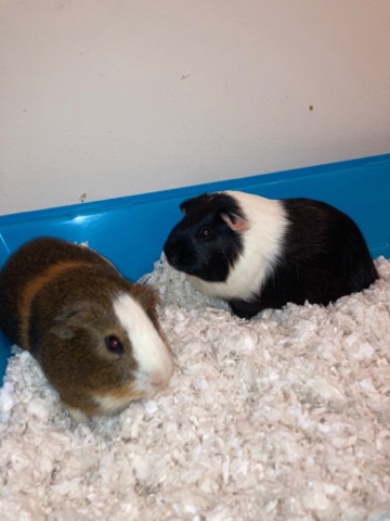 Any – 2 Guinea Pig Brothers