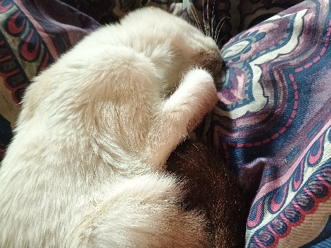 Ragdoll – 1 year old female and male – Chapel Hill