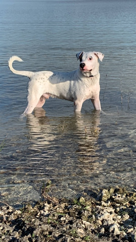 Dogo Argentino – My friend