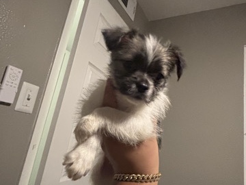 Shih Tzu – puppies – Phoenix