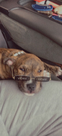American Pit Bull Terrier – The best boy!