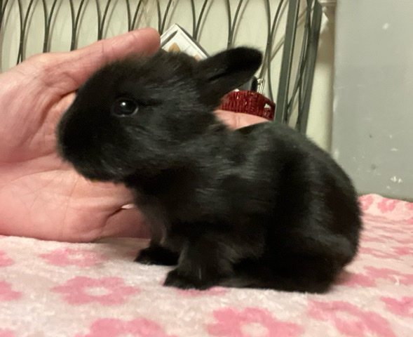Lionhead – Baby Rabbits!