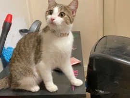 British Shorthair – Tabby & White Female Cat – Rotherham