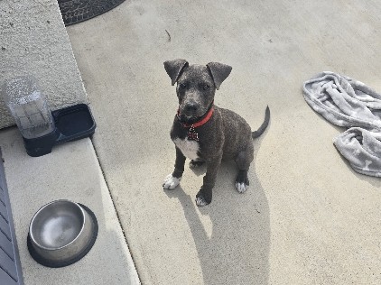 Mixed Breed – Labrador/shepherd puppy (male) – Keyes