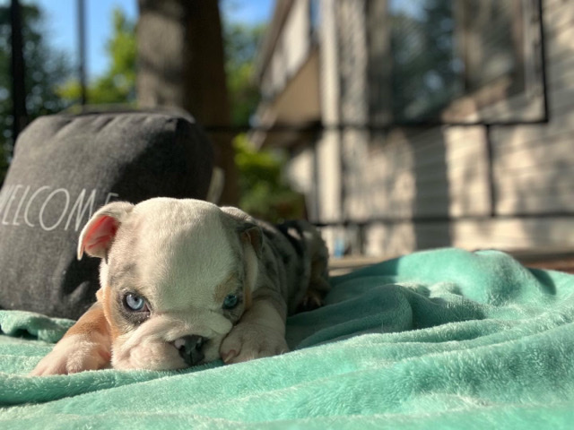 English bulldogs
