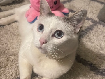 Rehoming my kitty – Steilacoom