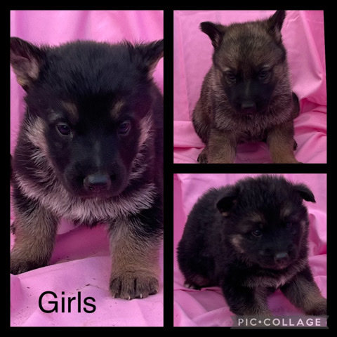 German Shepherd – German Shepherd pups