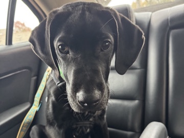 Labrador Retriever – Puppy for sale!! – Lake Crystal