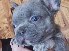 French Bulldog – I got 3 French bulldogs, 2 males 1 female – Annapolis
