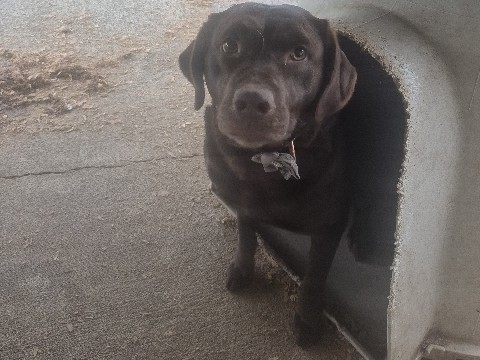 Labrador Retriever – chocolate Labrador retriever – McCleary