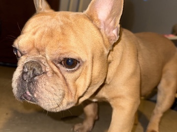 French Bulldog – French Bulldog NYC rehoming – New York