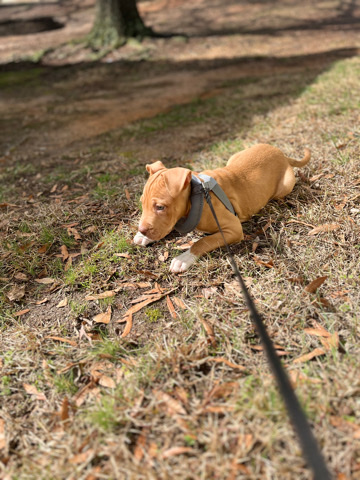 American Pit Bull Terrier – A pit that needs a home asap
