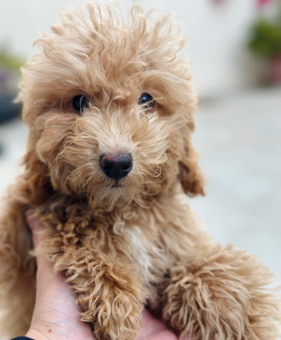 Poodle – 4mth male toy poodle for sale