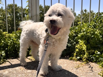 Hola, busco una familia responsable y cariñosa para Leo. – Madrid