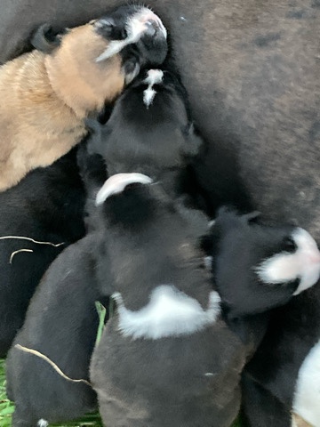 Boxer – male boxer puppy for sale