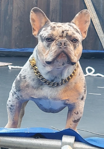 French Bulldog – Frenchie stud service