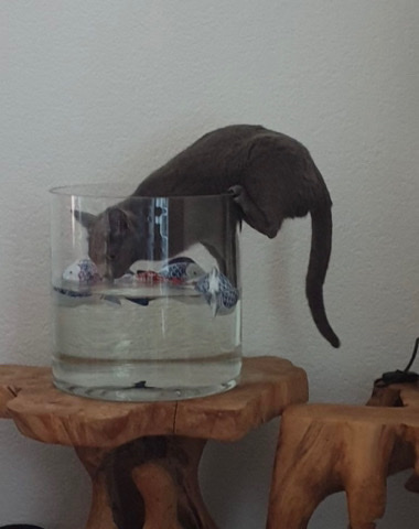 Russian Blue – Russisch Blau Katze