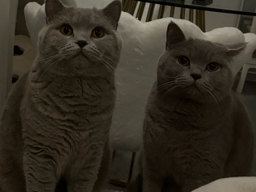 British Shorthair – Zwei Geschwister ( BKH )abzugeben – Mönchengladbach