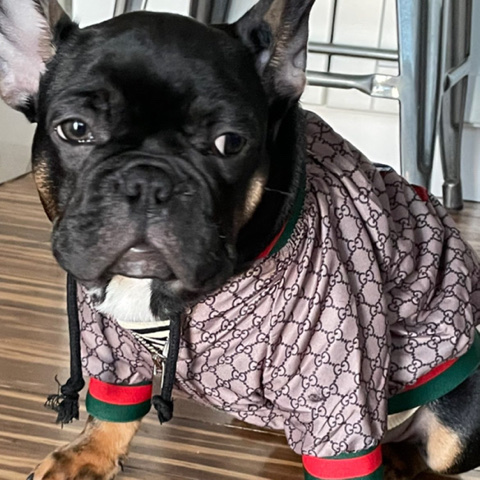 French Bulldog – Gianni