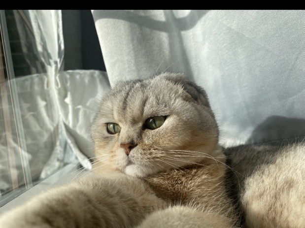 Scottish Fold – Scottish Fold Cat – 1 Year Old – Spayed & Vaccinated – Westmont